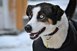 Lederhund Harald Binder - foto. Karen Julie S. Strandvik