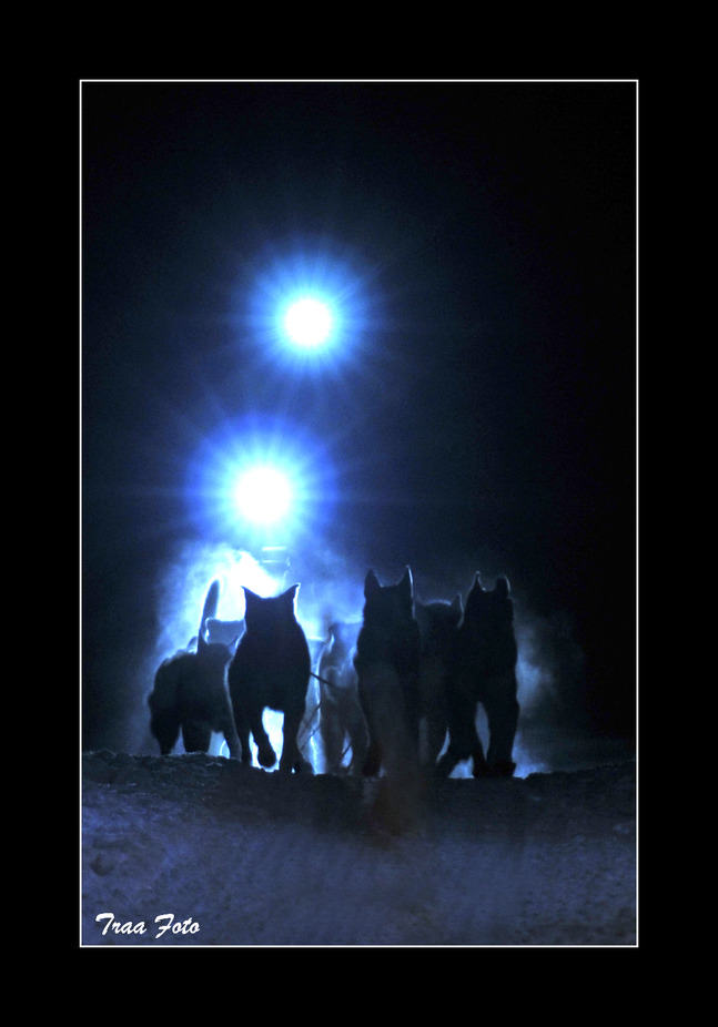 Jaget - spann inn Tolga VM2011