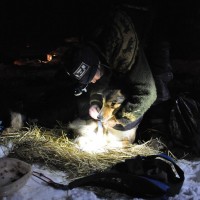 Sigrid bruker mer tid og krefter på hundestellet enn mange av sine konkurrenter. Det kan vise seg å bli gull verdt i et så ekstremt langt løp som Iditarod.