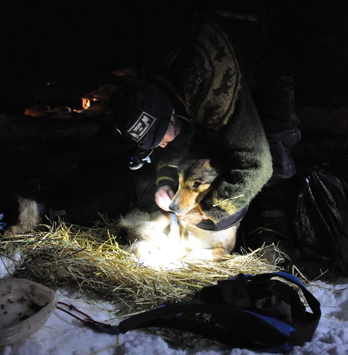 Sigrid bruker mer tid og krefter på hundestellet enn mange av sine konkurrenter. Det kan vise seg å bli gull verdt i et så ekstremt langt løp som Iditarod.