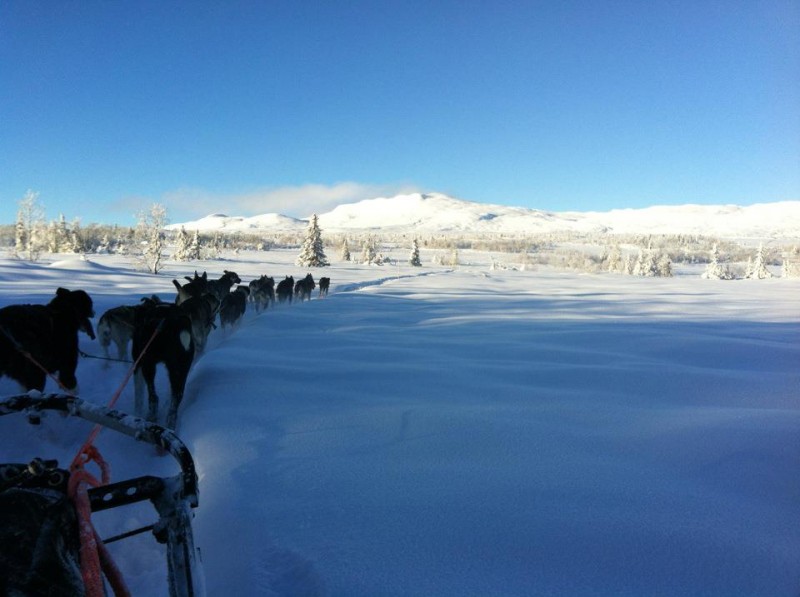 Fra sporet til Mush Synnfjell - Foto Birgitte Næss Wærner