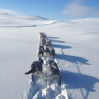 Løyper Mush Synnfjell - Foto Thomas Wærner