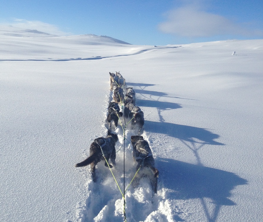 Løyper Mush Synnfjell - Foto Thomas Wærner