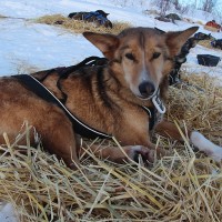 Joar_iditarod_Sivo_Superstar_15