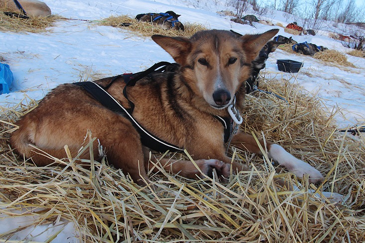 Joar_iditarod_Sivo_Superstar_15