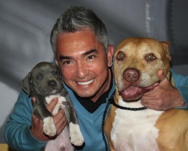 cesar-millan
