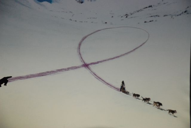 Deedee, rosa sløyfe