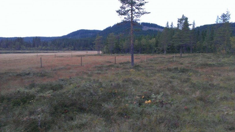 1396069_569255743140531_1791611883_n