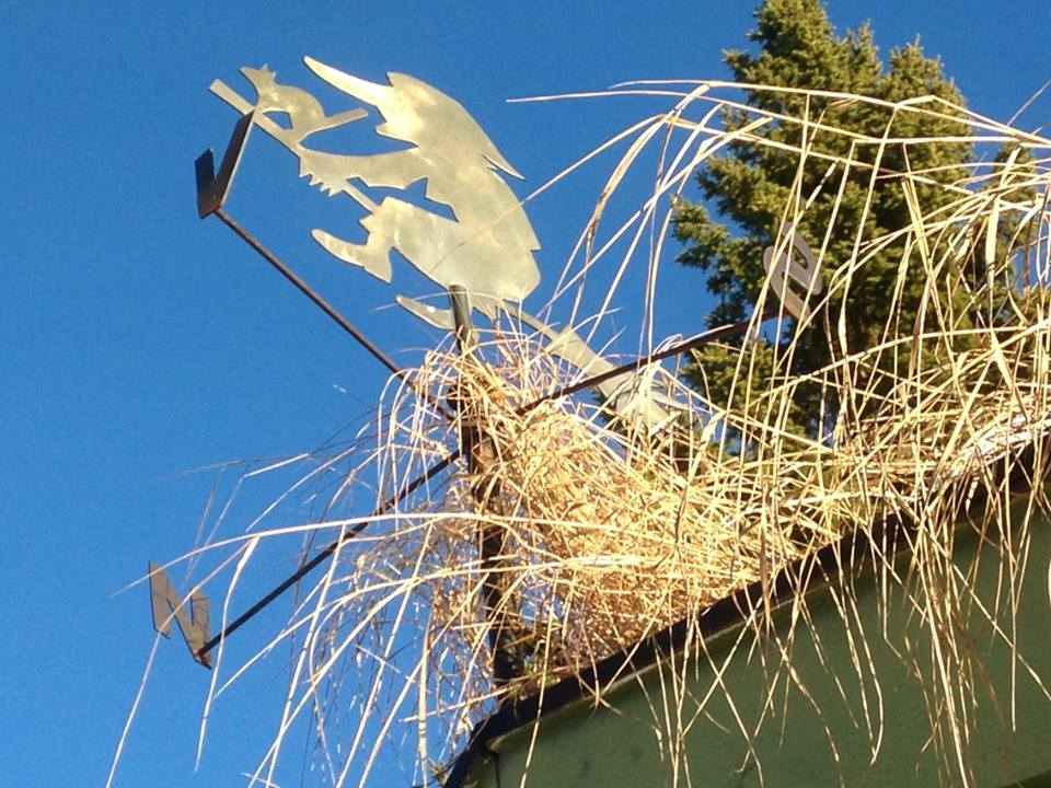 1465276_433141323456792_951559087_n