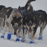 Lederhunder Ingvill F