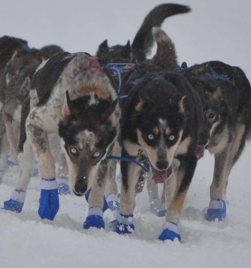 Lederhunder Ingvill F