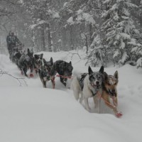 Birgitte Næss Wærner