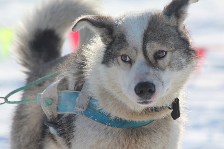 Nadezhda_Hope_2014_Day02_-12