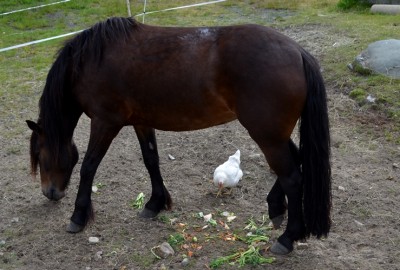 Hest og høne