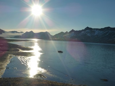 Midnattsol Trygghamna