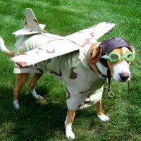 Dog-is-Air-Freight