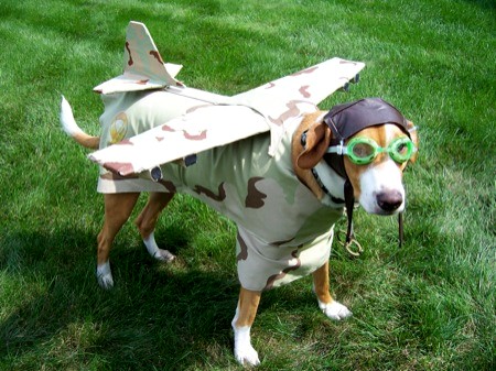 Dog-is-Air-Freight