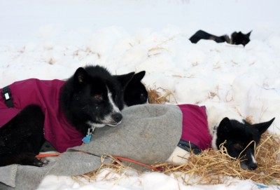 Hunder - Roger Fossøy