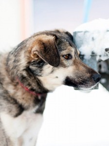 Ae Sigrids lederhund